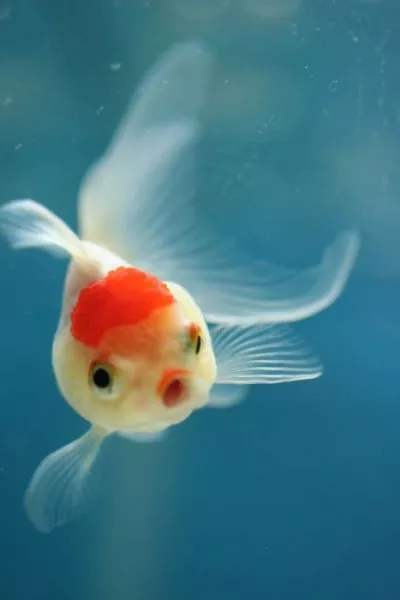 Surprises animales capturees - #33 