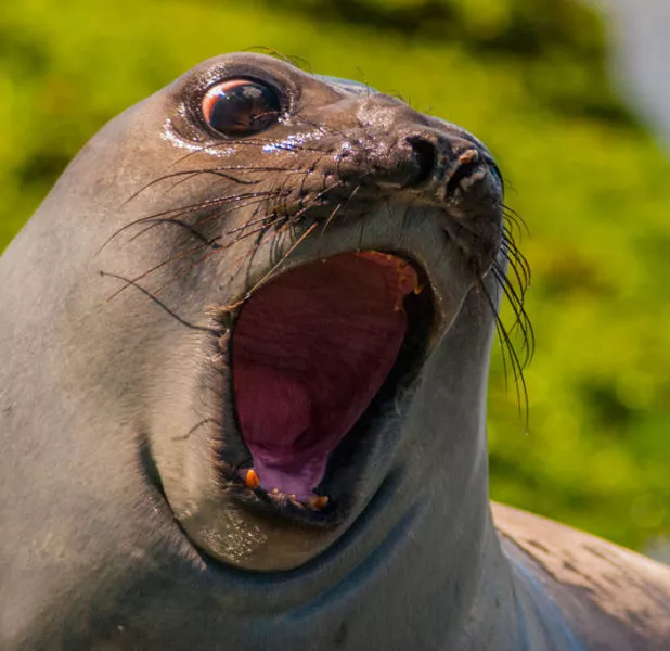 Surprises animales capturees - #34 