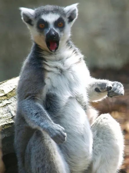 Surprises animales capturees - #35 