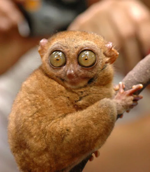 Surprises animales capturees - #36 