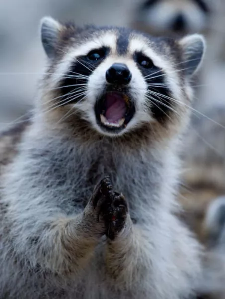 Surprises animales capturees - #38 