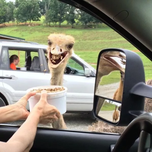 Surprises animales capturees - #4 
