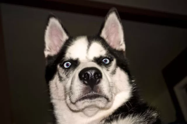 Surprises animales capturees - #40 