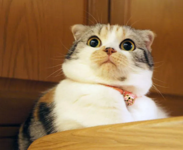 Surprises animales capturees - #41 