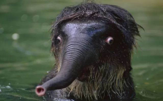 Surprises animales capturees - #42 