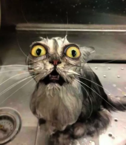 Surprises animales capturees - #43 