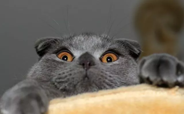 Surprises animales capturees - #44 