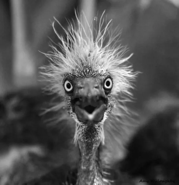 Surprises animales capturees - #45 