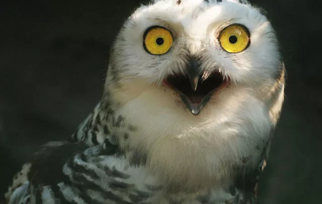 Surprises animales capturees - #5 