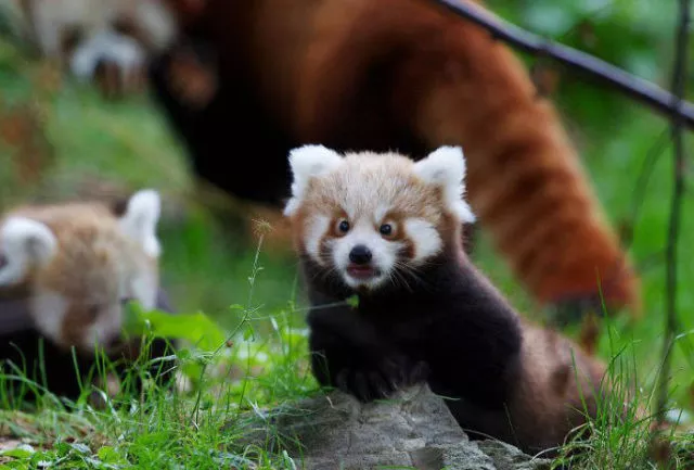 Surprises animales capturees - #6 