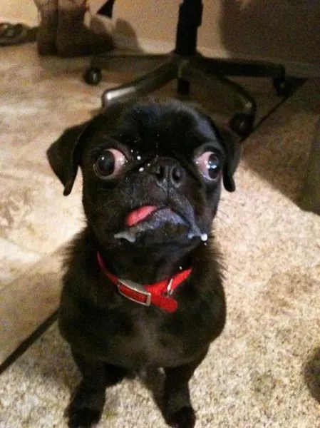 Surprises animales capturees - #7 