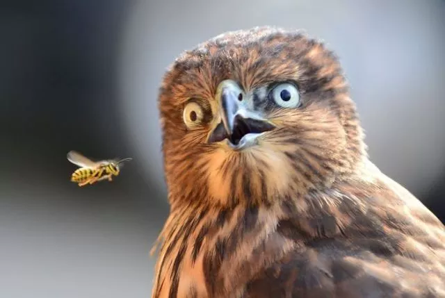 Surprises animales capturees - #8 