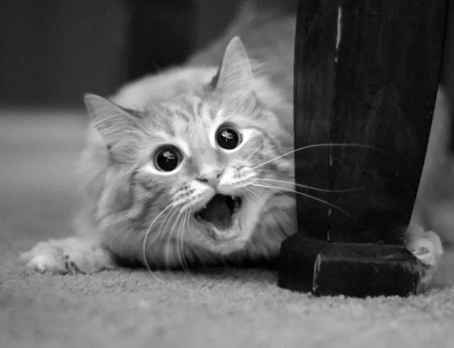 Surprises animales capturees - #9 