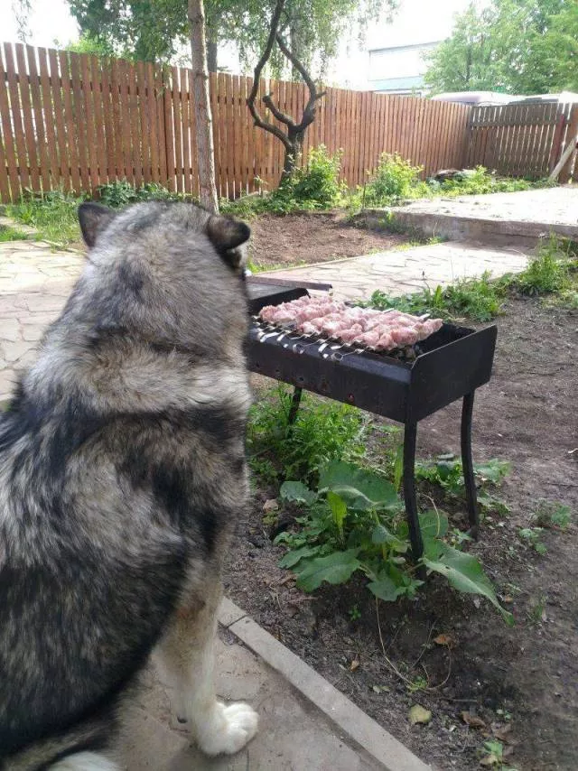 Picdump 494 - #39 
