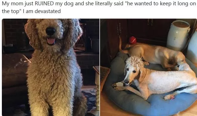 The correct definition of a bad day - #18 