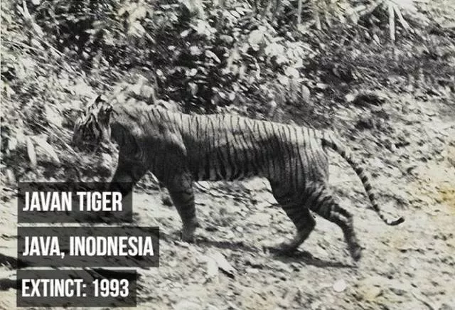 Rarest animals - #1 