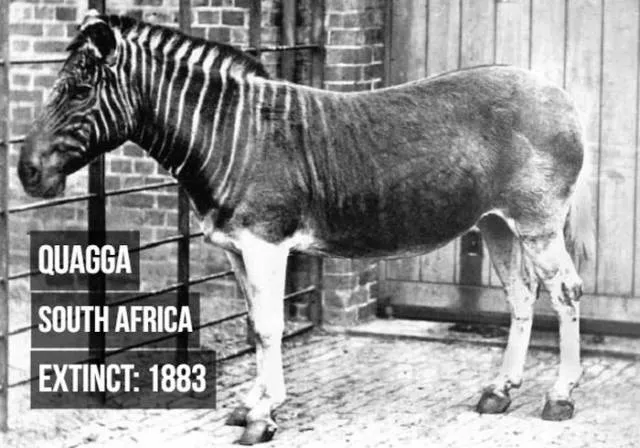 Rarest animals