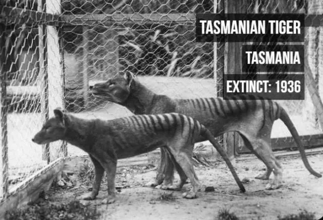 Rarest animals - #11 