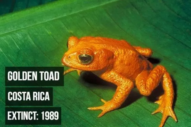 Rarest animals - #12 