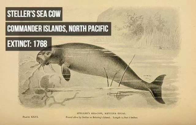 Rarest animals - #13 