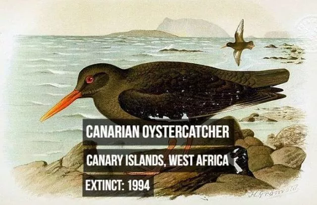 Rarest animals - #14 