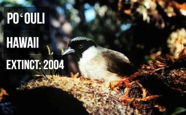 Rarest animals - #15 