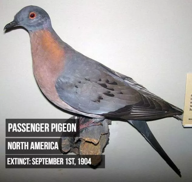 Rarest animals - #16 