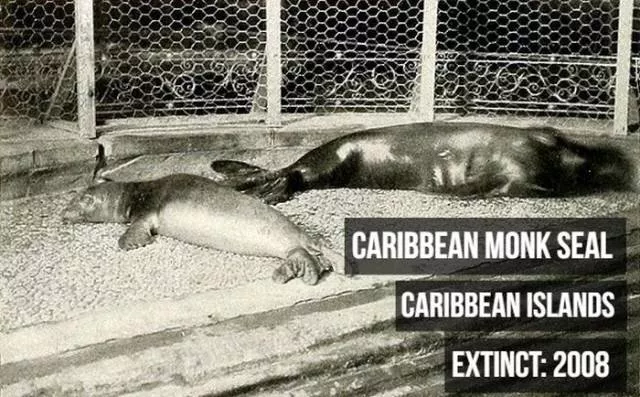 Rarest animals - #2 