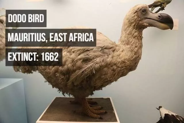 Rarest animals - #3 