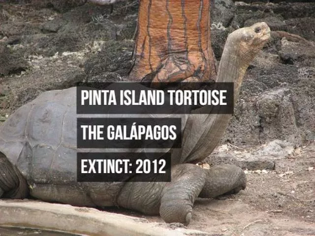 Rarest animals - #4 