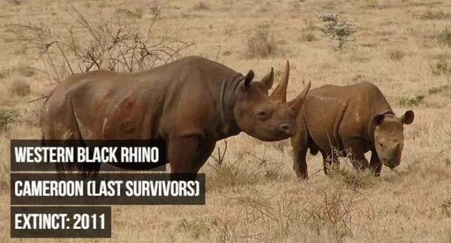 Rarest animals - #5 