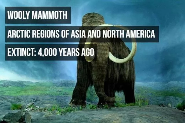 Rarest animals - #6 