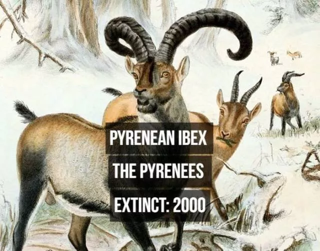 Rarest animals - #7 