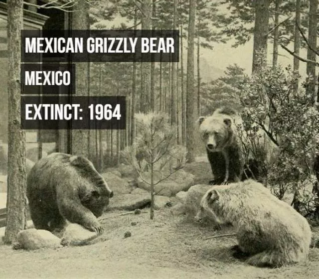 Rarest animals - #9 