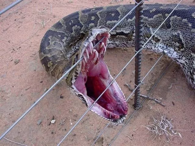 The terrible face of nature - #1 