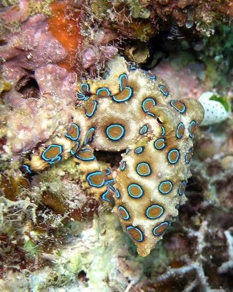 The terrible face of nature
