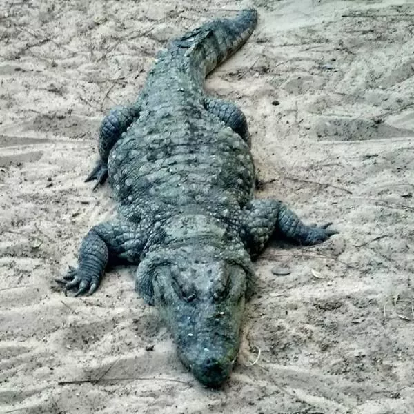 The terrible face of nature - #9 