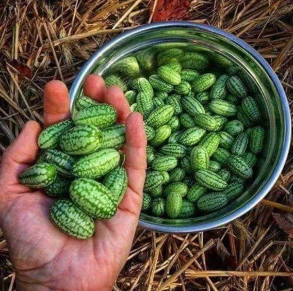 Picdump 498 - #65  Picdump 498 - #65