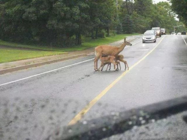 Picdump 86 - #25 