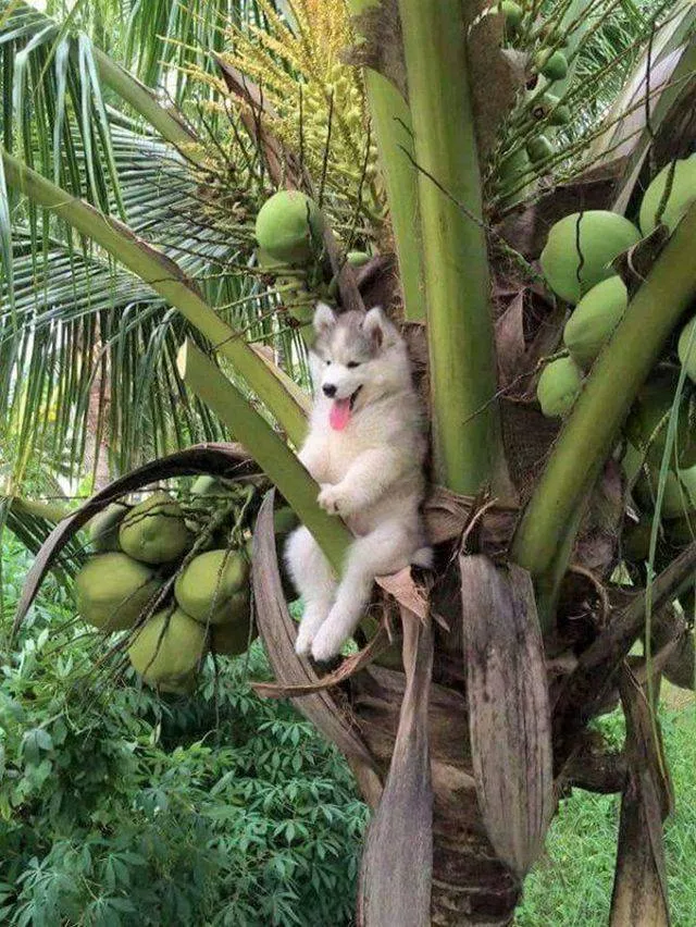 Animals what you probably dont know about this species of living beings - #34 