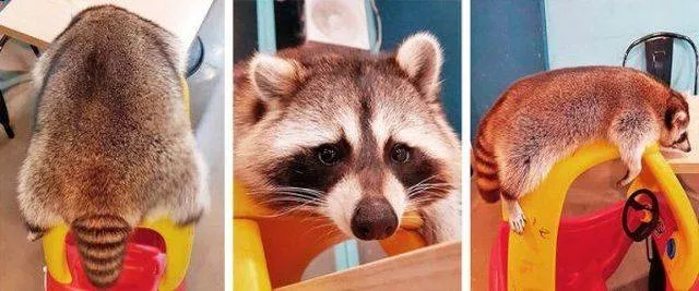 Animals what you probably dont know about this species of living beings - #8 