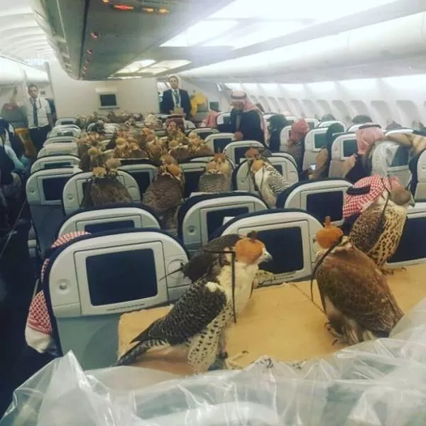 The most terrible pictures of the week - #15 