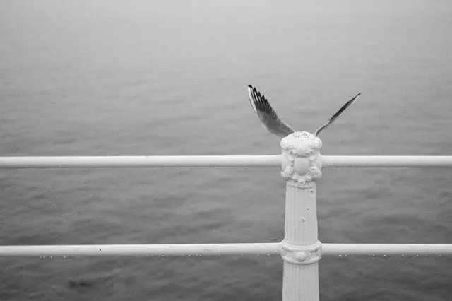 Pictures with perfect timing denis cherim - #18 