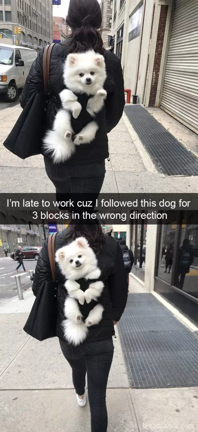Dogs in snapchat - #1 
