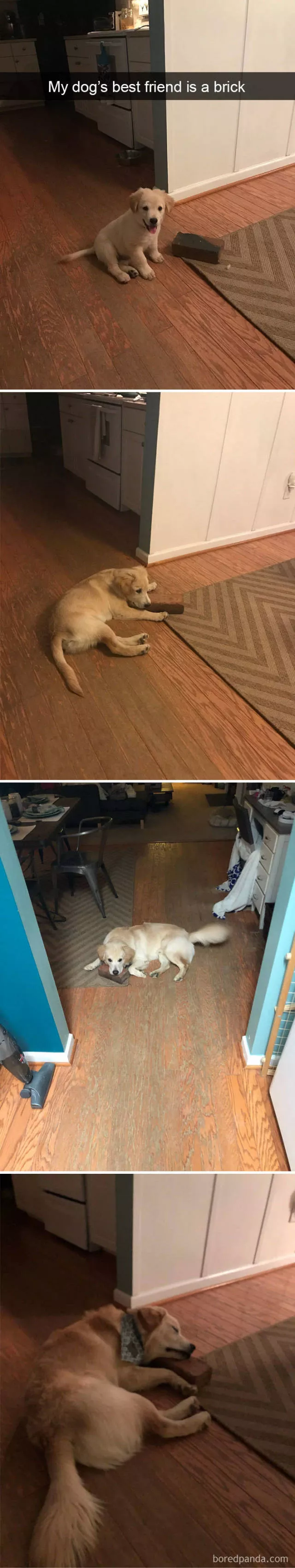 Dogs in snapchat - #10 