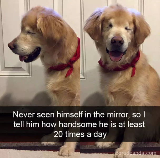 Chiens dans snapchat - #11 
