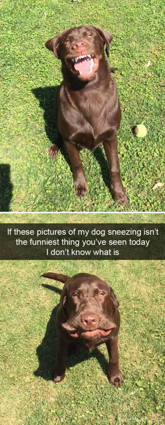 Dogs in snapchat - #13 