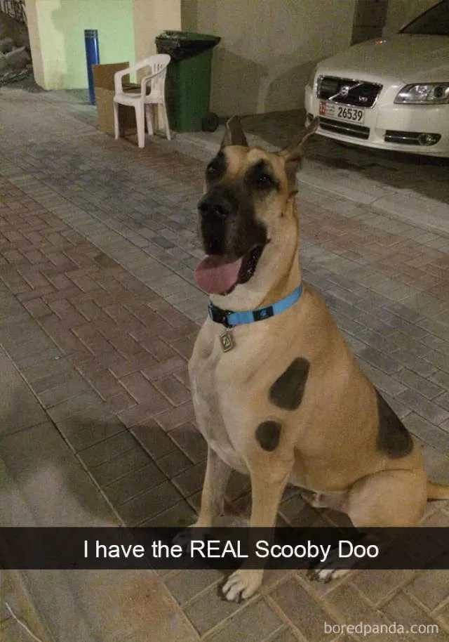 Chiens dans snapchat - #14 