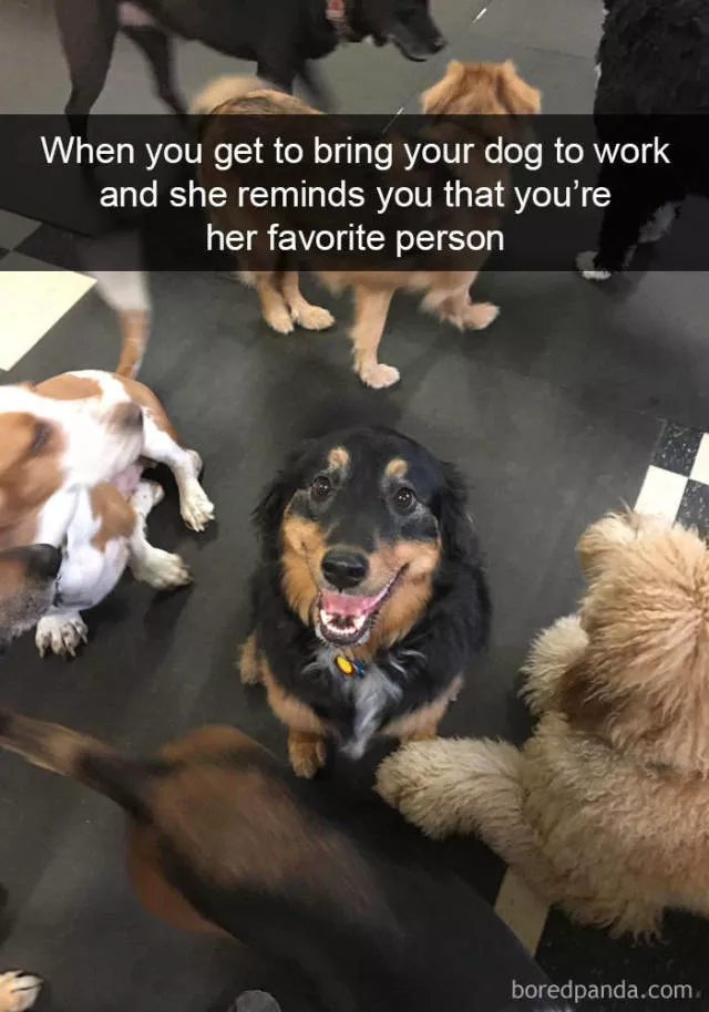 Dogs in snapchat - #16 