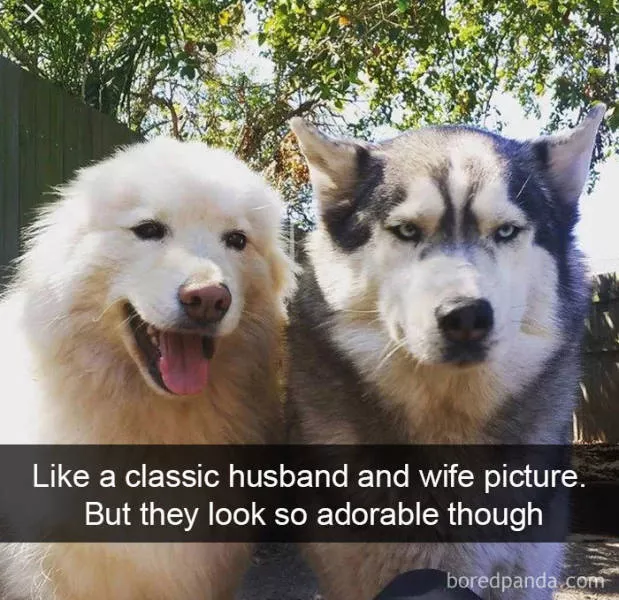 Chiens dans snapchat - #17 